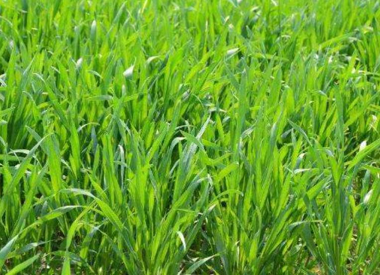 农业经济学论文选题范例